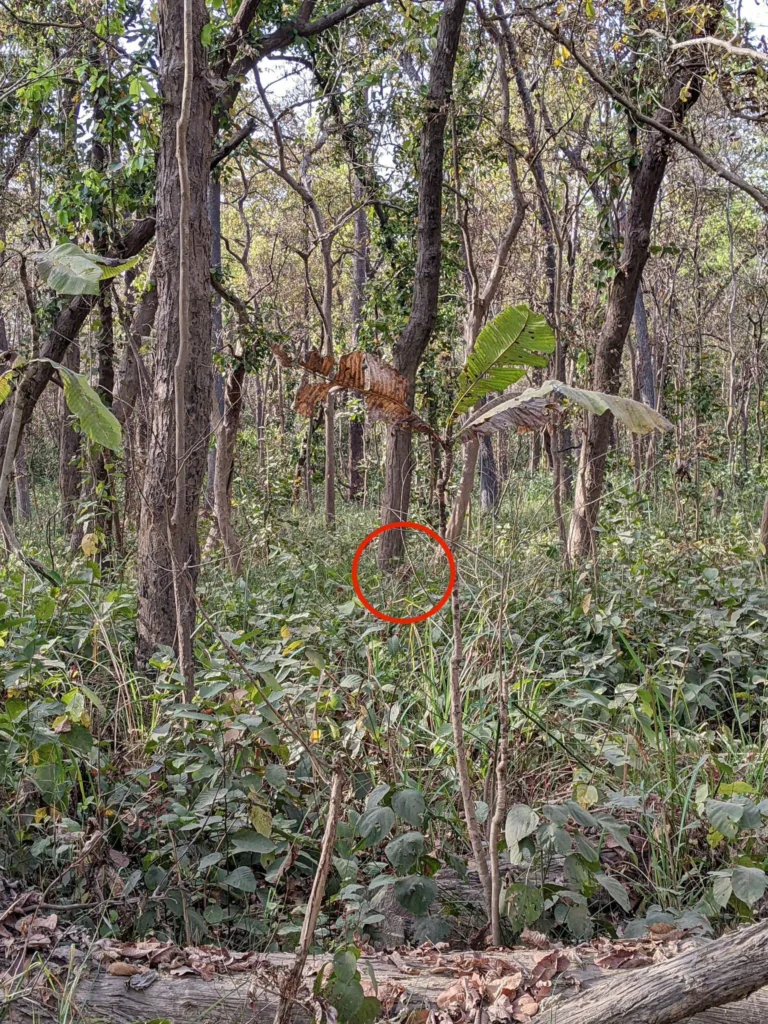 The tiger’s head can be seen peaking out below the tree trunk