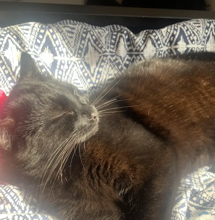 Shannon Cooper’s cat fortunately appears unscathed from the incident.