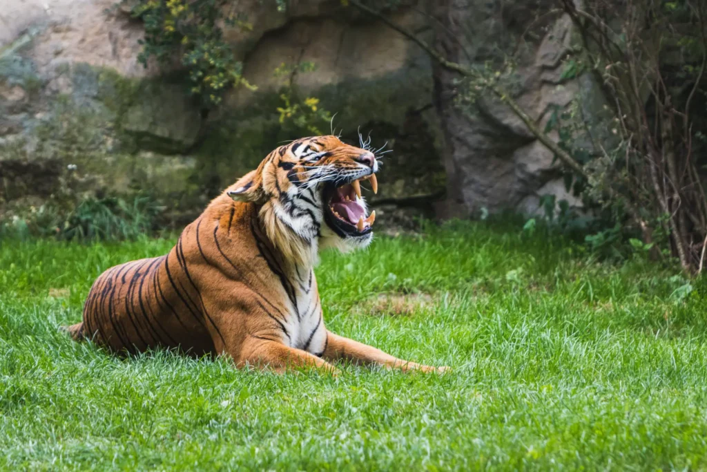 Zoos have safety precautions to keep visitors and the animals safe.
The wooden fence is designed to keep zoo visitors safe while still being able to view the tigers in their cages – but for 24-year-old Zyair J. Dennis that was not enough.