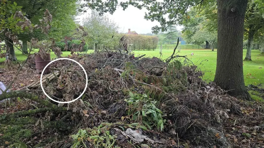 The viral photo shows a dog hidden among tree branches.