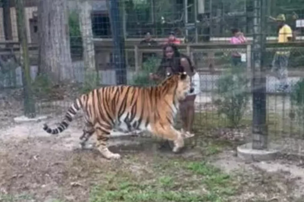 The video, posted to Facebook by the Bridgeton Police Department, shows how the woman gained access to the enclosure of two tiger brothers, Rishi and Mahesha.