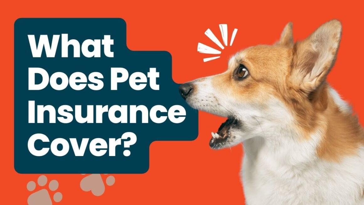 Benefits of Pet Insurance for dogs