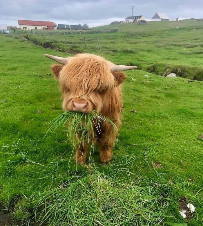 This Cow Is Having A Bad Hair Day