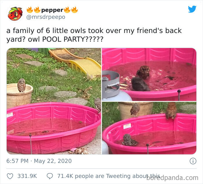 Looks Like a Fun Owl Party