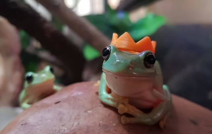 Frog Prince