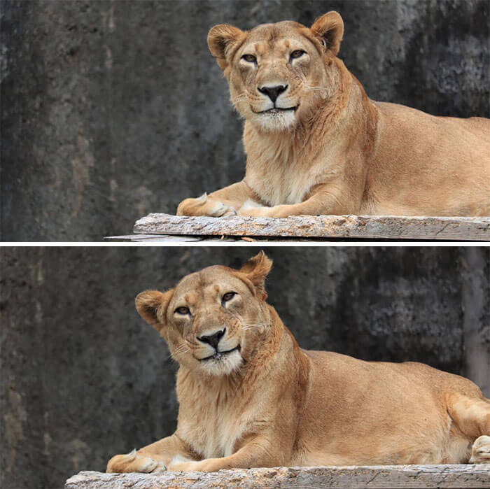 A Lioness With Manners