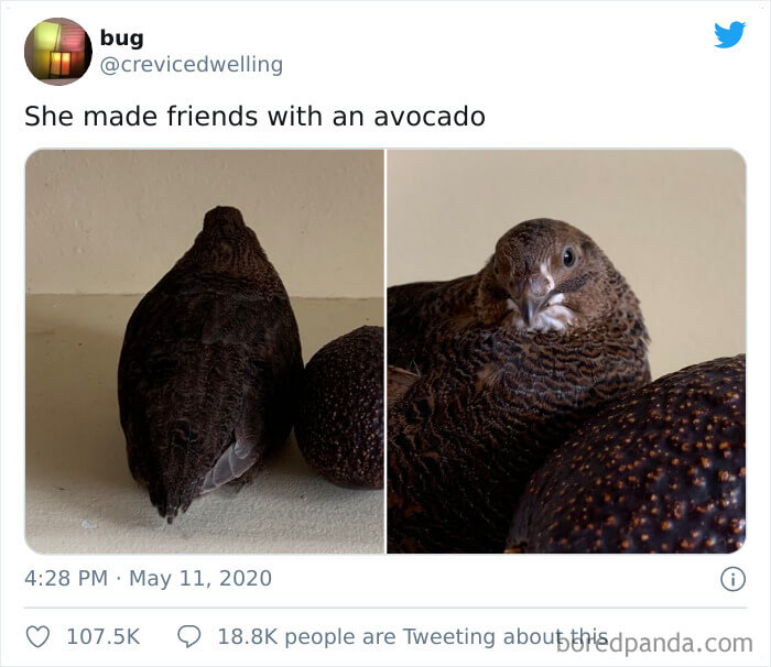 Avocado Bird