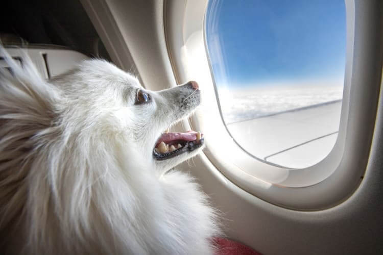 Your Pets Can Fly Too