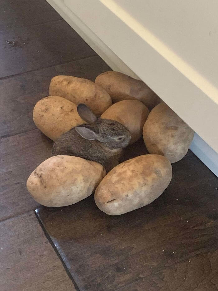A Potato Bunny