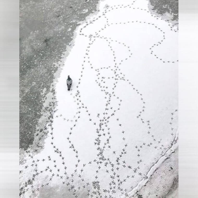 A Pigeon’s Walk