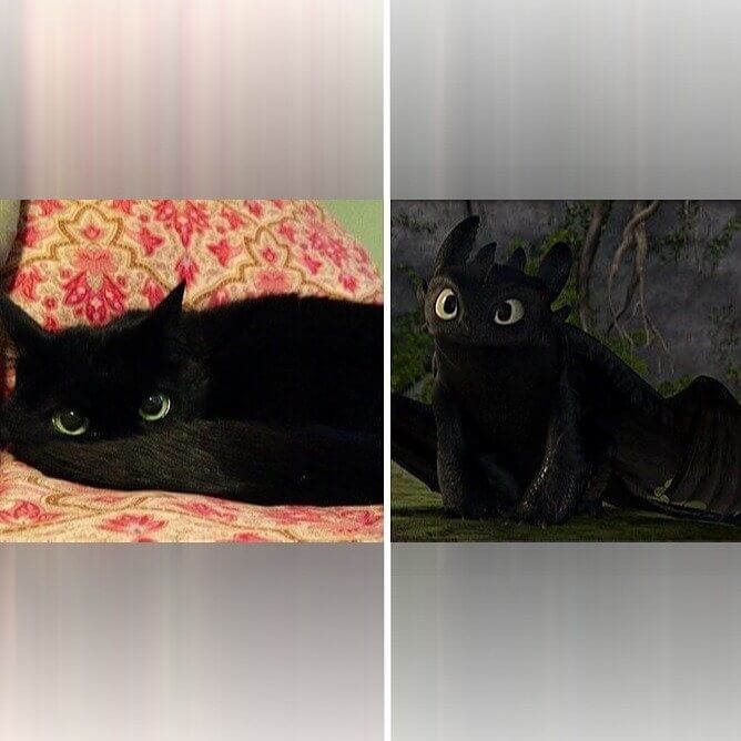 That's Not A House Cat, That's Toothless