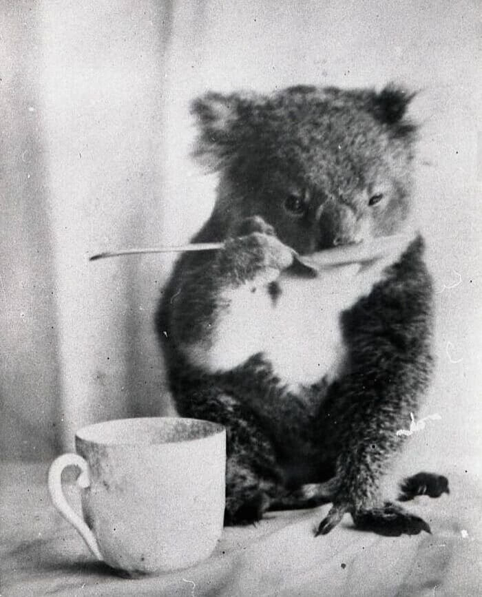 Tea for Two Koalas