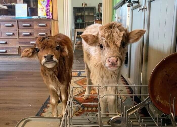 "Are You Done Yet? We Want Our Breakfast!"