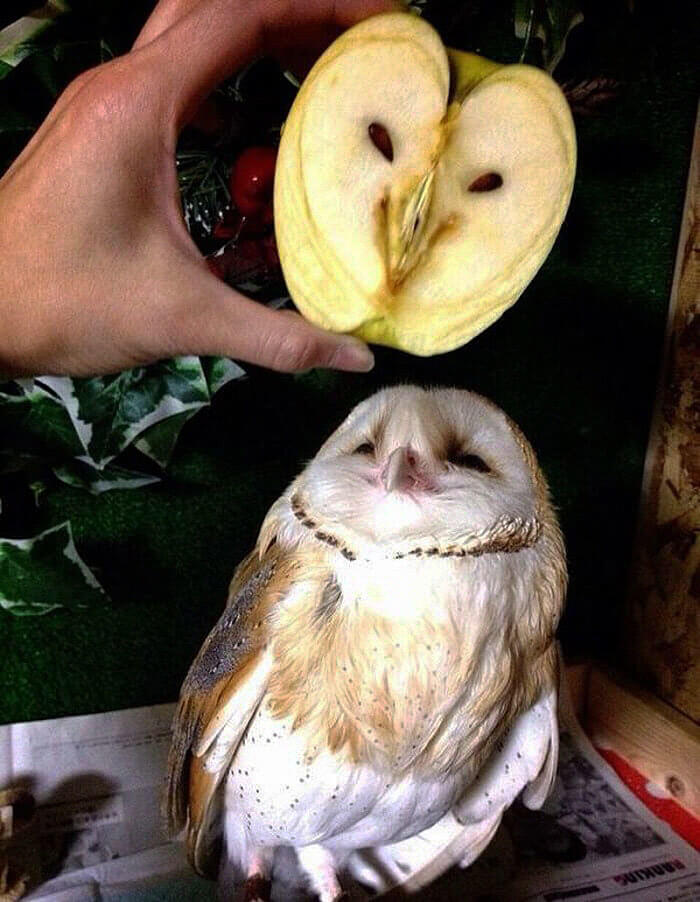 A Barn Owl And An Overripe Apple