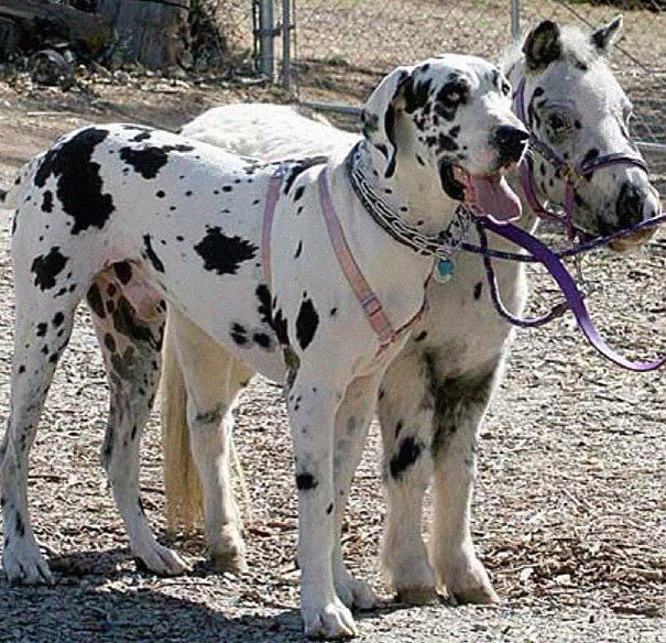 They Look Like Best Friends, Don't They?