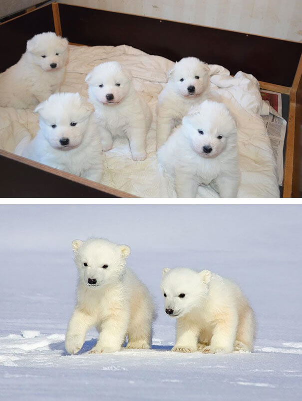 Fluffy Samoyed Puppies Look Exactly Like Polar Bears