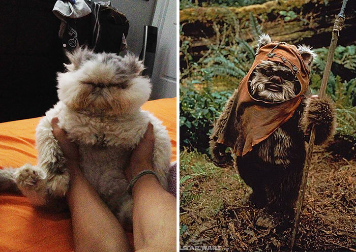 Is That Our Main Man Wicket?