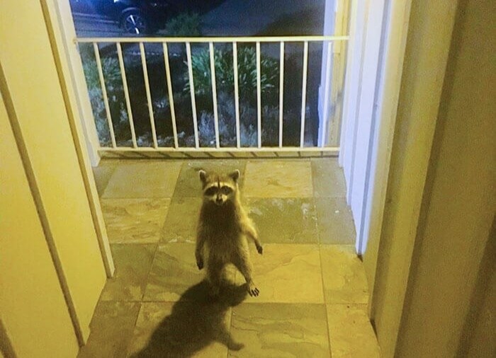 Rocket, Is That You?