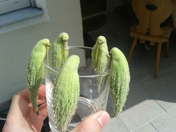 These Milkweed Pods Look Exactly Like Hummingbirds