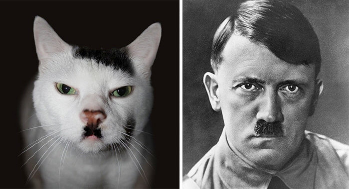 That Is One Evil Looking Cat