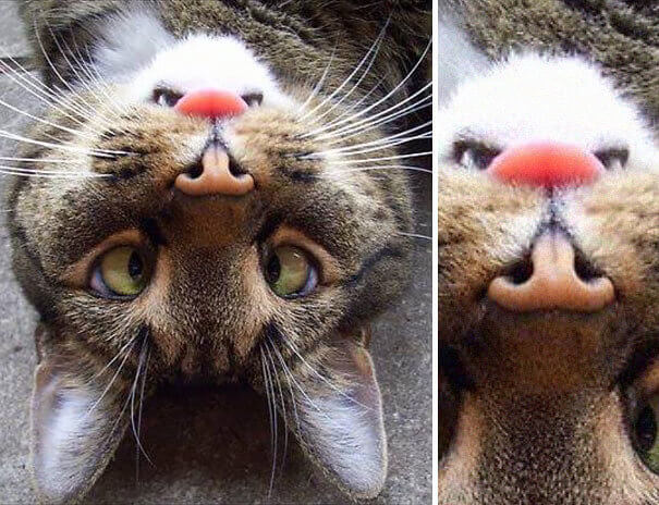 Cat Or Gopher? You Decide