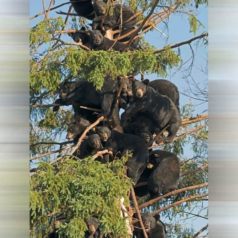Having A Big Ol Bear Party