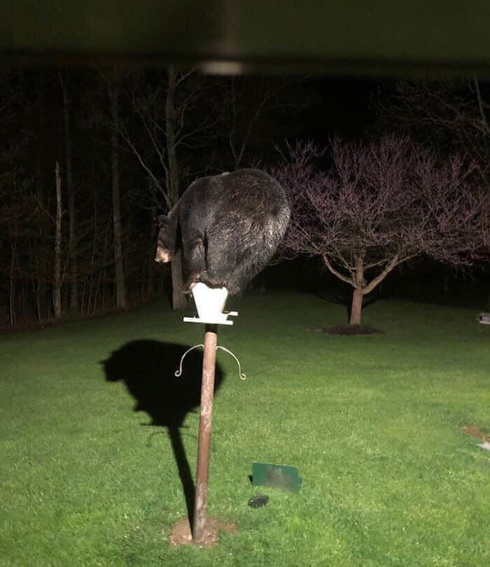 That's A Big Bird