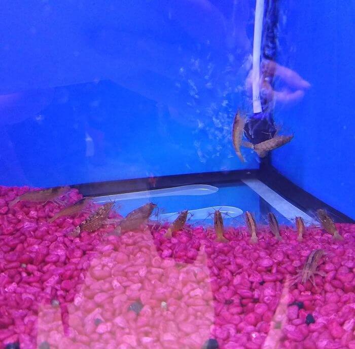 Is That Some Kind Of A Shrimp Ritual?