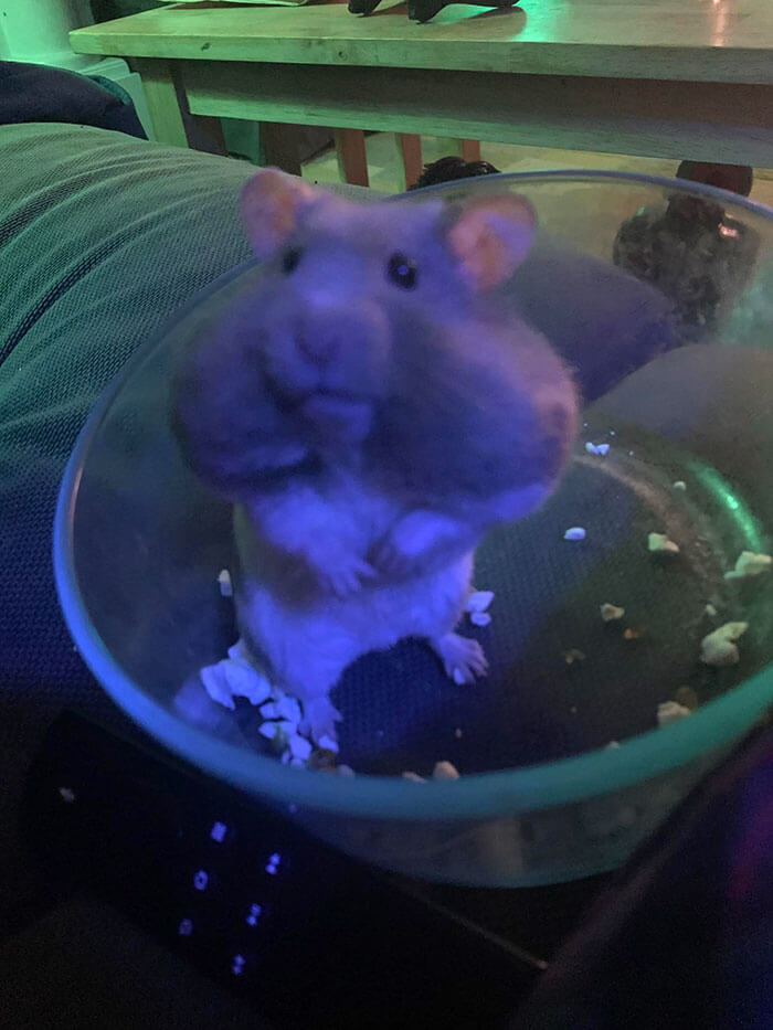 A Cartoon Worthy Hamster