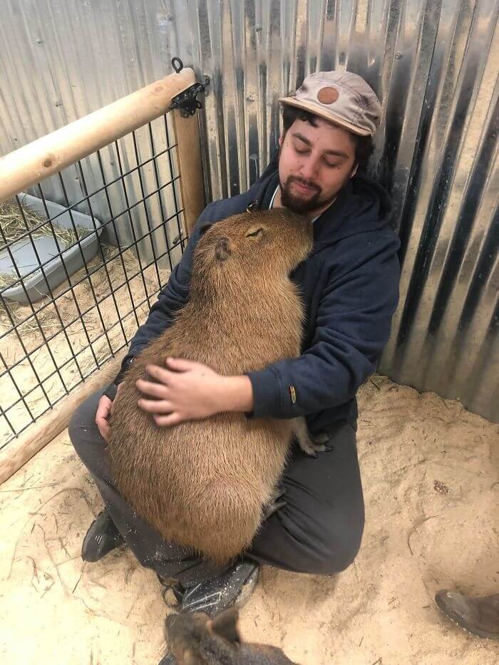 A Snuggly Capybara