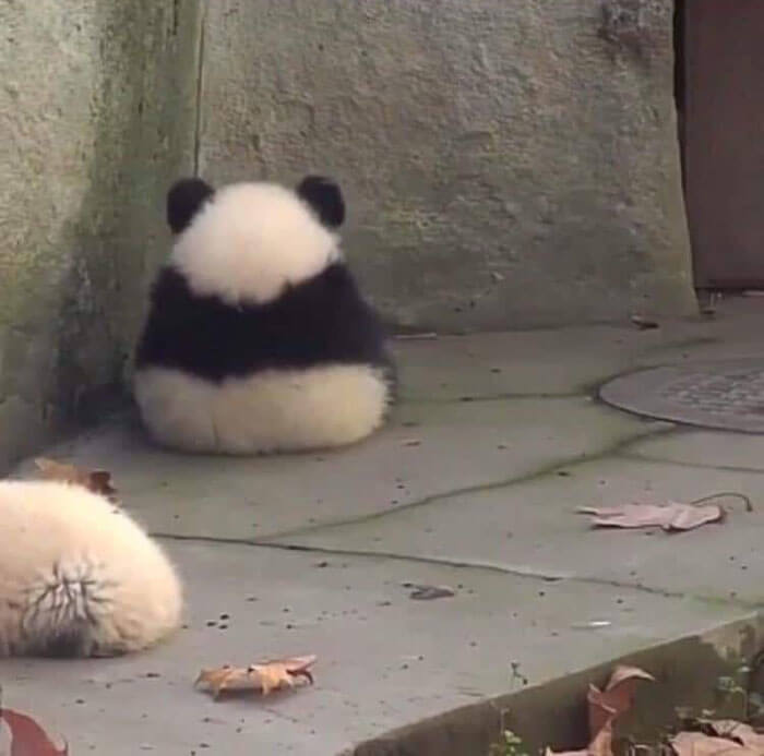An Angry Sulking Panda Cub