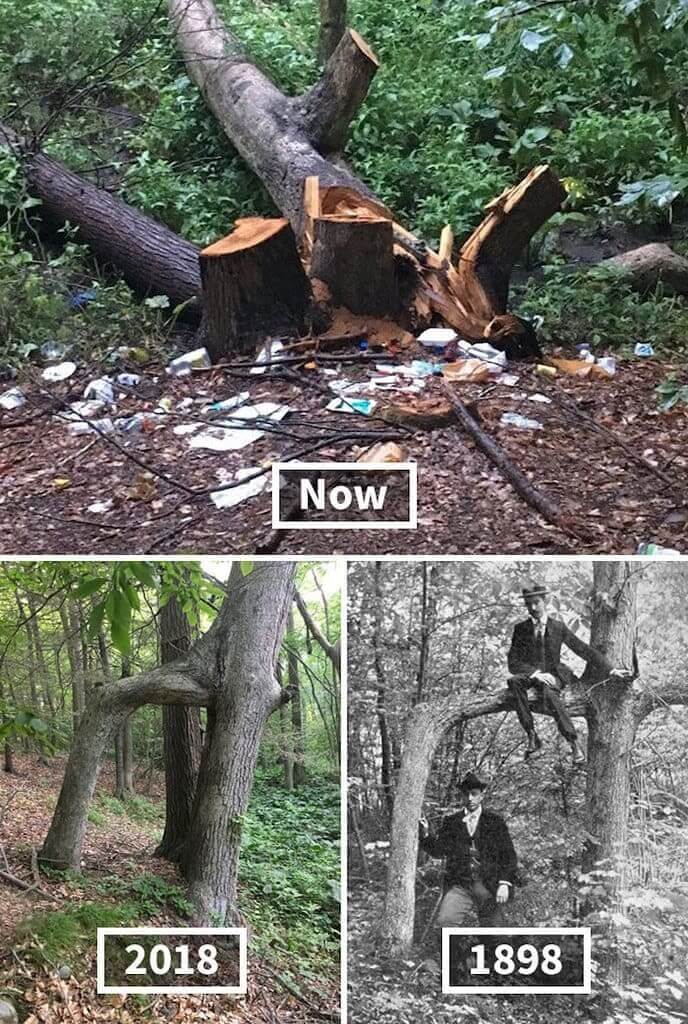 This Historical Door Tree That Was Destroyed
