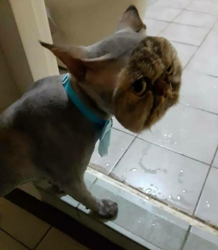 A Real-Life Cartoon Cat