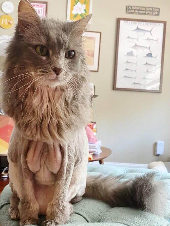 The Groomer Exposed a Side of the Cat His Humans Had Never Before Seen