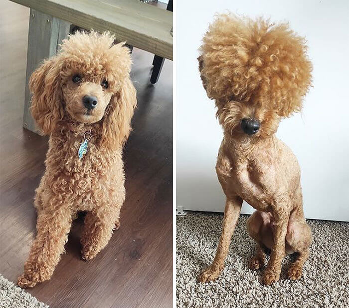 The Poodle With a Rocking Afro