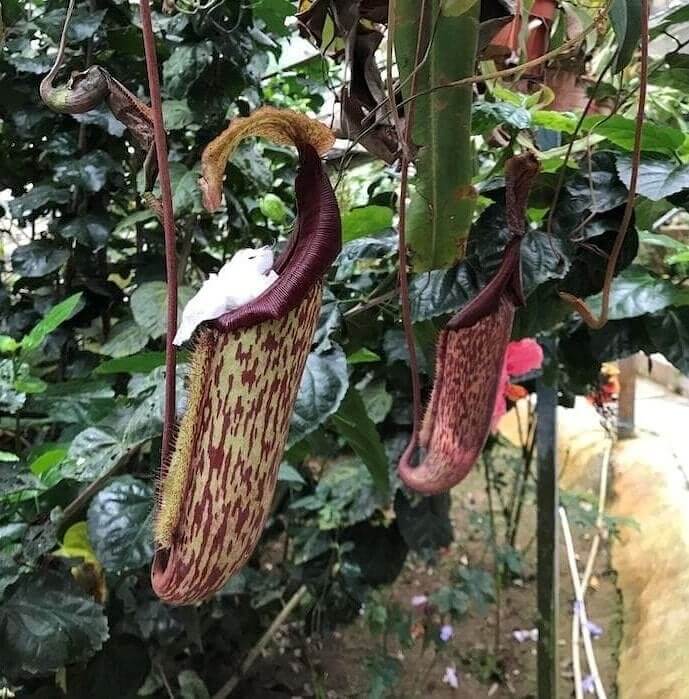 A Plant As A Garbage Bin