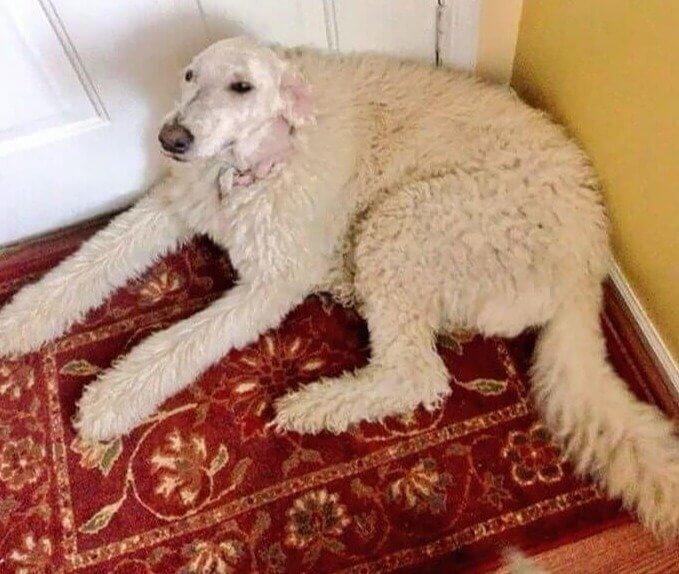 A Big Rug With a Little Head