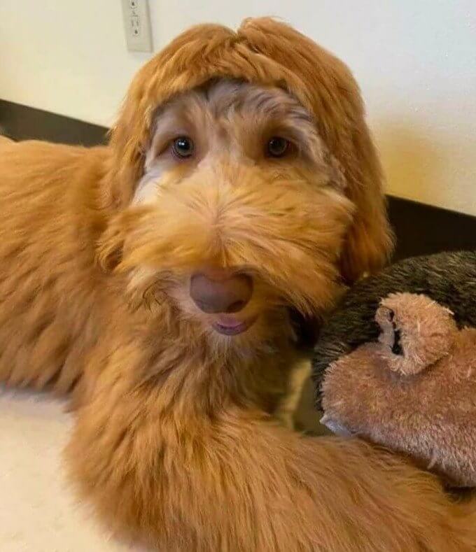 Breaking News: DIY Doggie Haircuts Can Go Just as Badly as DIY Human Haircuts