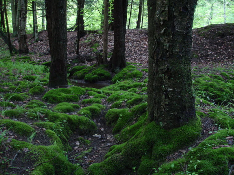 Women Made Sanitary Pads Out of Moss