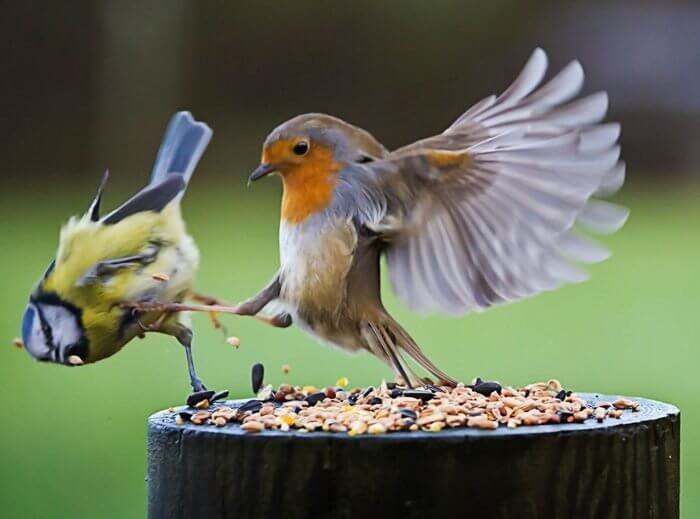 It’s My Food!