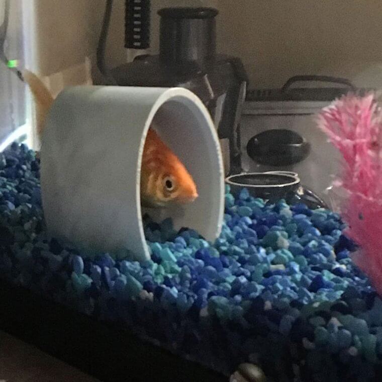 Decorations for Your Fish Bowl