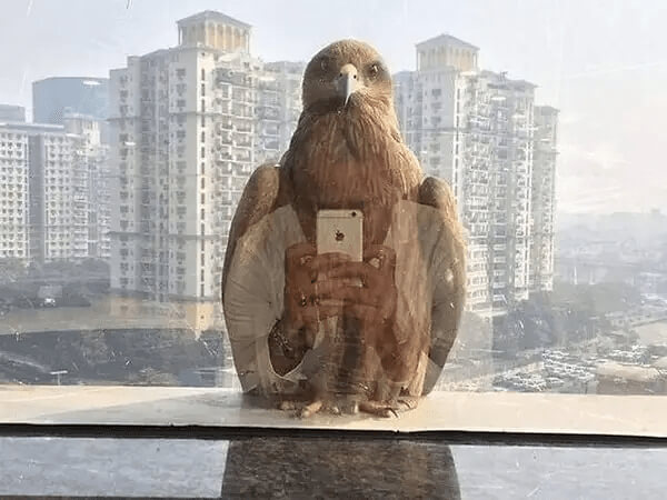 Birds Can Take Selfies Too