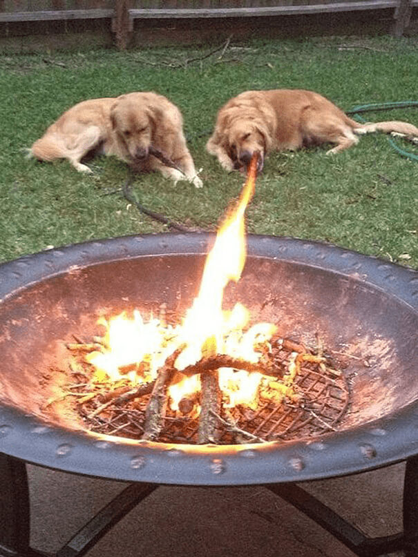 Is It A Dog Or A Dragon?
