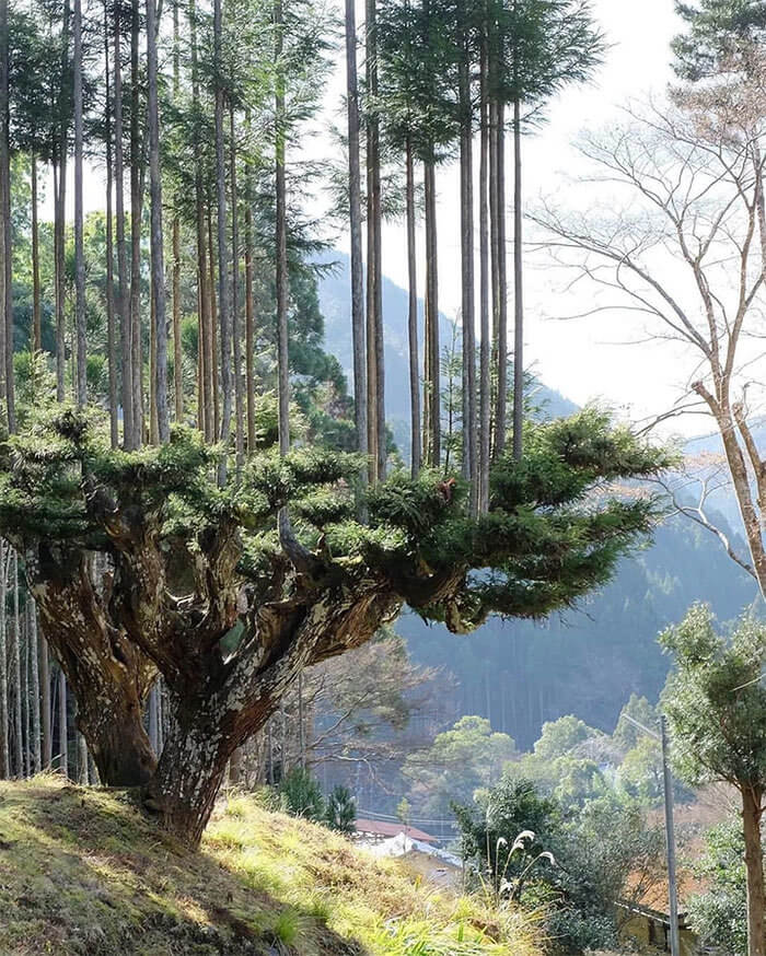 How Japan Makes Wood Without Chopping Down Trees