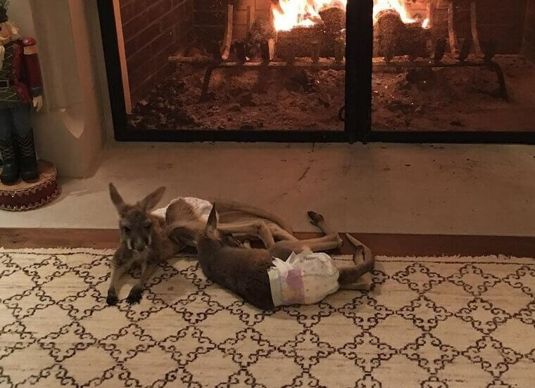 Luke Bryan Gives His Wife Two Baby Kangaroos for Christmas