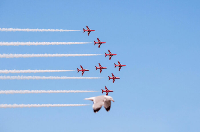 This Seagul Wanted To Be A Part Of The Show