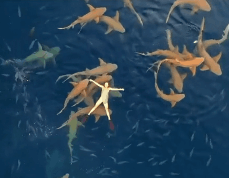 Take A Swim On The Wild Side