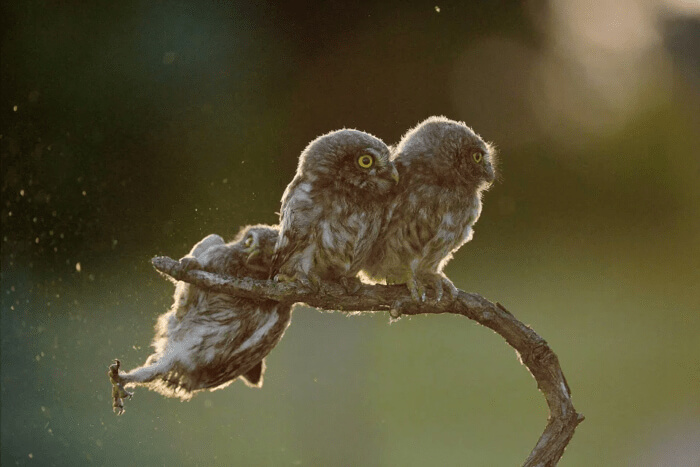 This Little Owl Lost Its Foot