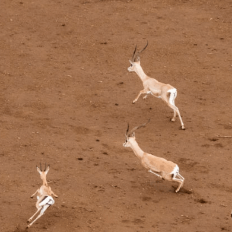 The Chase Is On