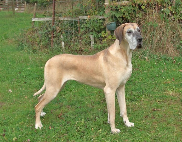 Great Dane